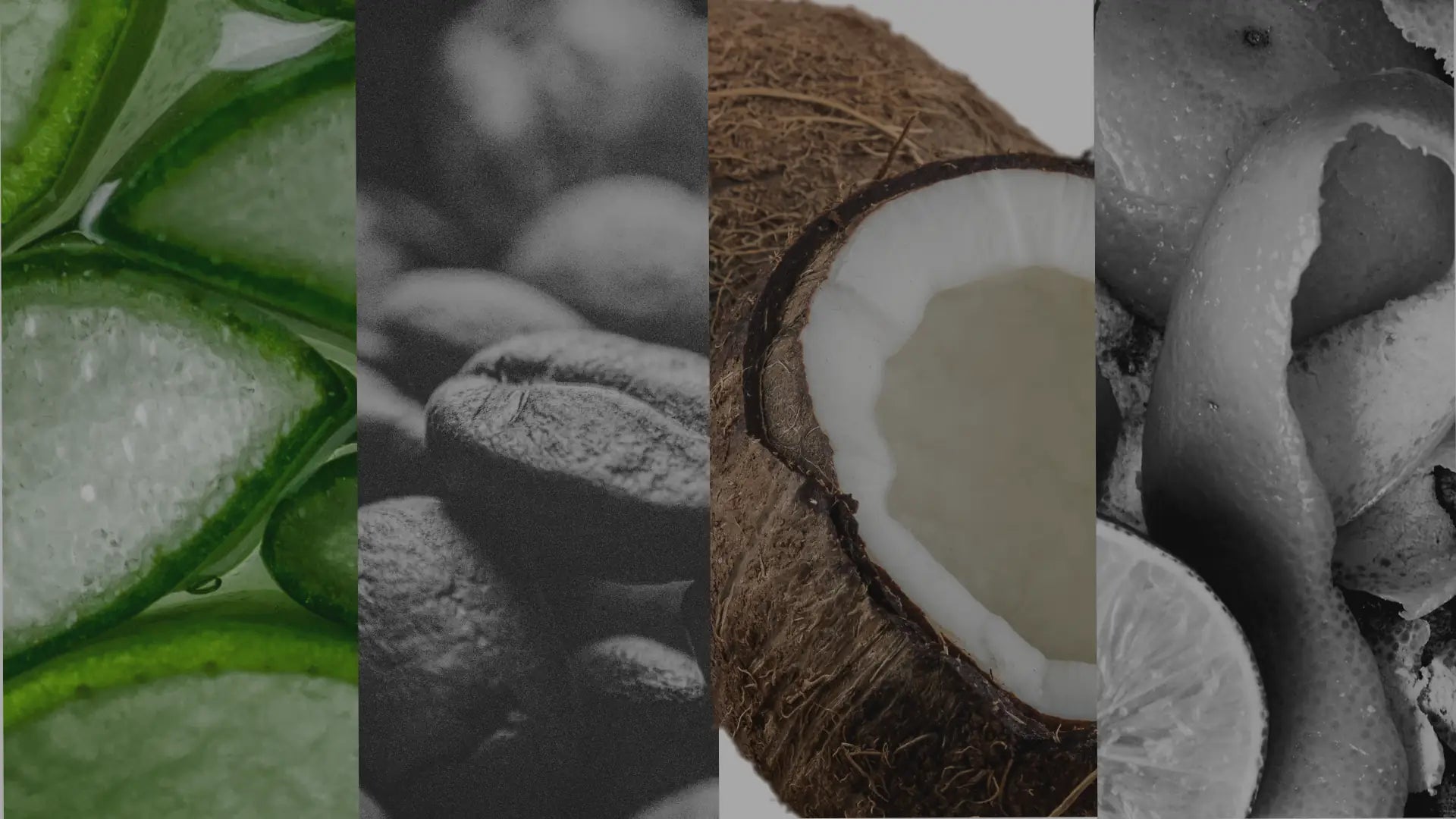 CoBa's Daughter natural ingredients collage featuring aloe vera leaf, coconut halves, and organic botanicals