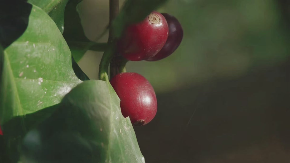 CoBa's Daughter Product Video (Coffee Scrub)
